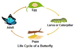 How different organs of creatures grow from the yoke and the albumin inside an egg — a hypothesis