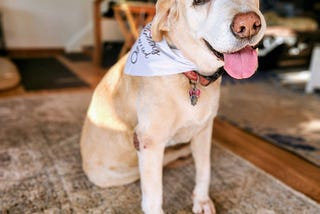 On Pet Loss: Coping With Traumatic Endings