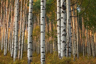 the Sound of Trees