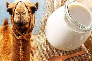 Cold Pressed Camel Milk — Sowing the Seeds of Health