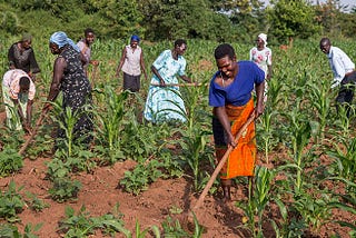 Solutions for Africa’s Food Security Crisis: Farmer-Led Regenerative Agriculture