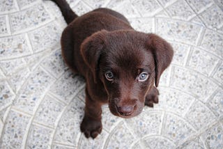 Kids Handle Stress Better With a Dog By Their Side