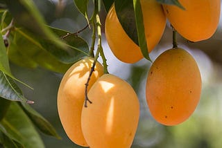 Benefit of eating mango in fighting COVID-19 infection