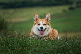 Are You Qualified For Adoption?