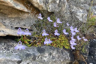 Orchid Spotting in Table Mountain National Park