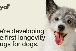 PetTech, three startups for human’s best friend gaining traction. 🐶