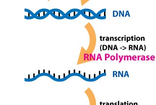 Sequencing Antibiotics using Bioinformatics