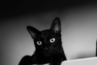 Paws for Thought