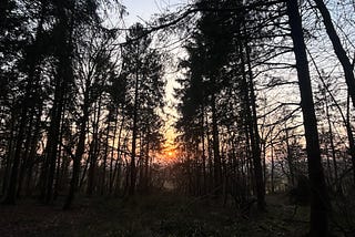 The sun setting in the woods in Dorset
