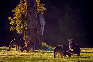 Photographing What Is Quintessentially Outback Australia