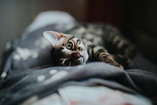 The Stray Cat