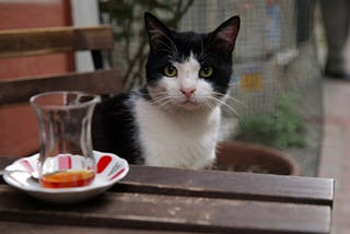 KEDI: The Feline Soul of Istanbul