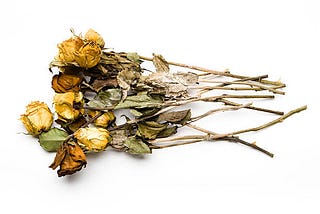 Why Loving You Feels Like Watering Rotten Flowers.
