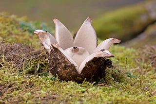 Seeking Fallen EarthStars