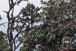 Tryst with Buransh flower in Uttarakhand