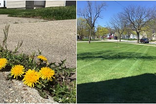 collage (L) dandelions in sidewalk, (R) stripes on grass from mower