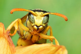 Wasp close-up