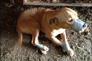 Stop Animal Abuse