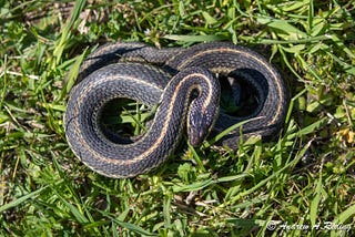 10 Black And White Snakes In The World