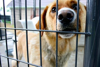 Why You Should Adopt A Senior Dog This November
