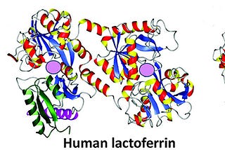 lactoferrin a key anti aging nutrient?
