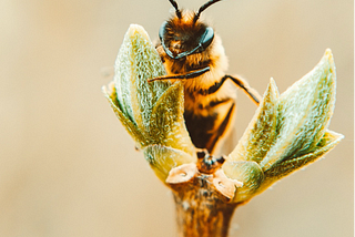 A fuzzy bee on a green flower bud.