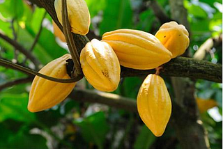 GROW YOUR OWN CHOCOLATE TREE INDOORS (EVEN IN COLD CLIMATES)