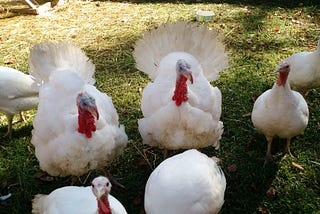 A picture of backyard mini white turkeys