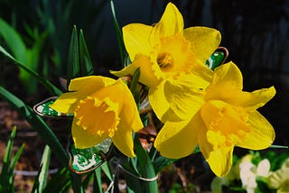 Happy Daffodils