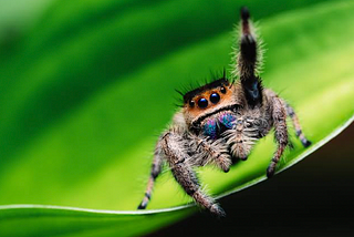 The Portia Jumping Spider: The World's Most Intelligent Spider Has an  Abundance of Patience, by Max Hunter - A Writer Without Borders