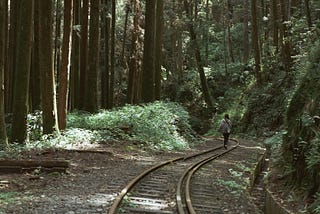 以阿里山為名的綠色｜二萬坪