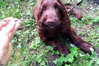 How a puppy turned my life upside down — my first week with a wee cocker spaniel.