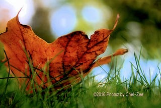 An orange leaf on green grass.