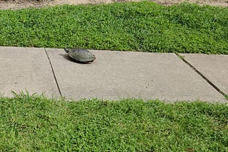 A slider turtle on a sidewalk with all its legs inside its shell. Only the head pokes out to assess the danger level.