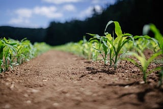 Climate Change, A Blessing For Northern Agriculture?