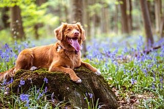 From Furry Friends to Eco-Friendly Companions: The Importance of Pets on Earth Day and Beyond