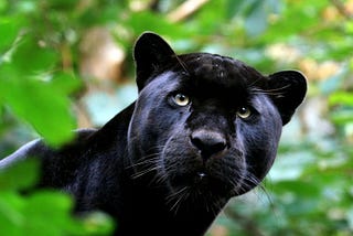 Happy Birthday Morgan — Love, Panther