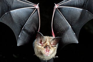 Caves for First Time Bats: A Closer Look at a Disturbing New Trend For Drastic Covid-19 Avoidance