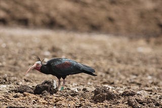 Symbol of Abundance: Bald Ibis Birds