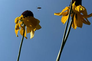 Small black bee flying between Giant Black eyed Susan flowers.