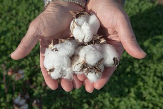 Two handfuls of raw cotton from the field.