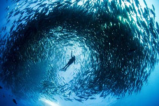 Learning From School of Fishes & Organizing Chaos