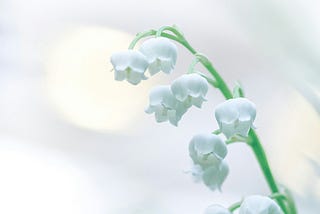 snow drops against a blurry white background