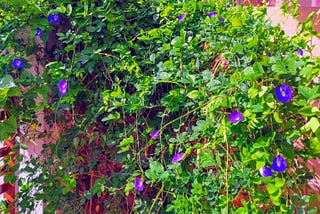 Butterfly Pea Flower