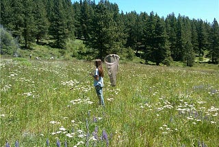 The author, Megan, in a mountain meadow holding a butterfly net
