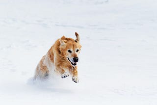 Keeping Pets Safe In Extreme Temperatures