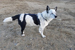 The Key Features of Customizable Dog Knee Braces