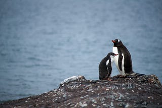 As Antarctica melts, we stand to lose much more than ice