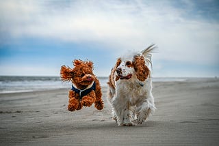 Thriving in Complexity