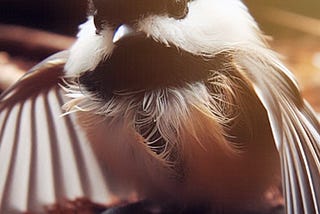 A Black-Capped Love
